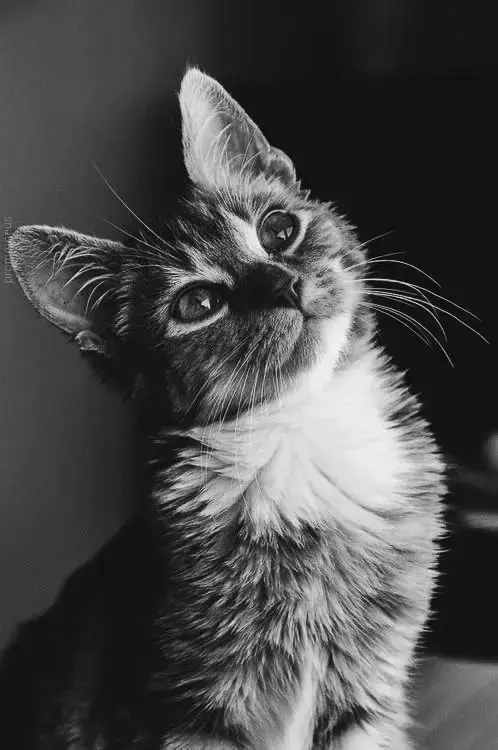 cat in black and white cat in black and white